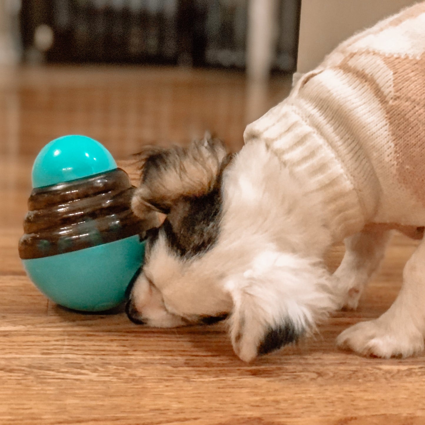 Interactive Dog Toy - The Gold Cactus